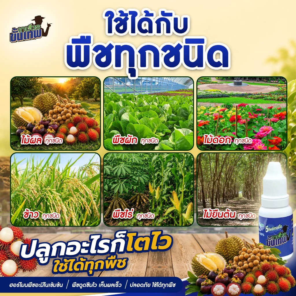 ปุ๋ยน้ำทางใบ วีทิพย์เทอร์โบ สูตรอะมิโนเข้มข้น ฉีดพ่นทางใบ 15cc ผสมน้ำ 200L ใช้แทนปุ๋ยทางดิน ดูดซึมดี