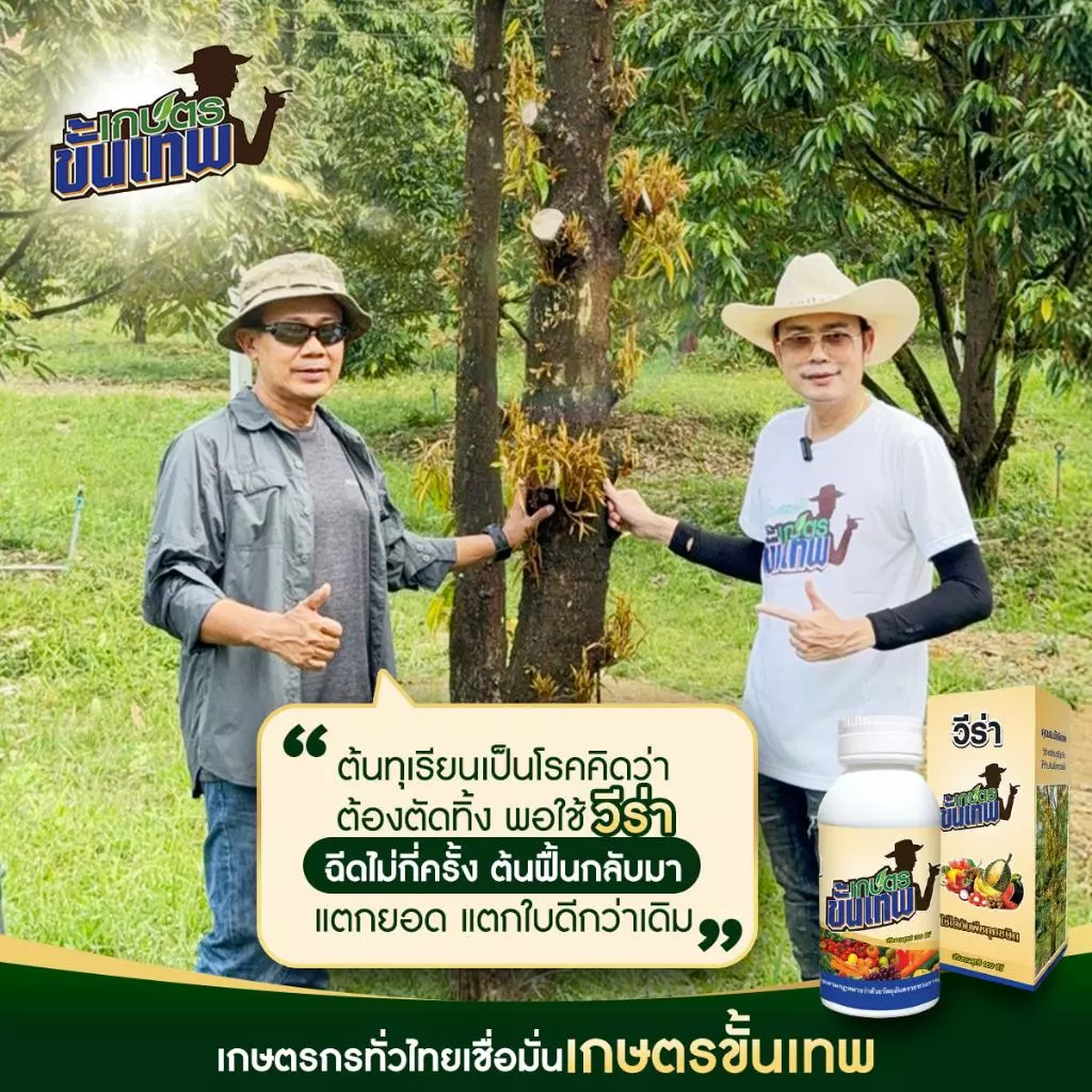 ยากำจัดเชื้อรา วีร่า สูตรควบคุมโรคพืช พ่นโคน ใบ 33cc ผสมน้ำ 200L แก้รากเน่าโคนเน่า ไม่ต้องถากเปลือก
