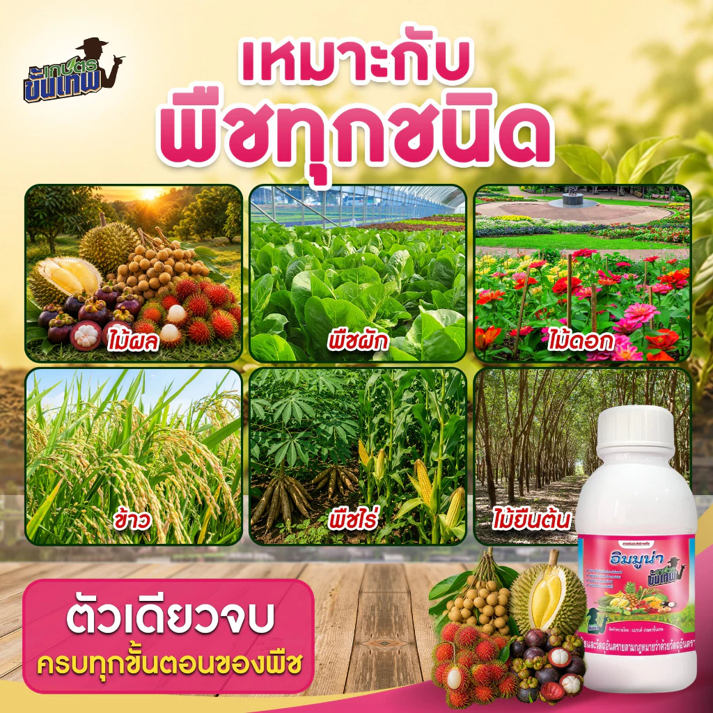 ฮอร์โมนพืช อิมมูน่า สูตรสร้างภูมิคุ้มกัน ฉีดพ่นดินและใบ 250cc ผสมน้ำ 3200L เปิดปากใบ สะสมอาหารเร็ว