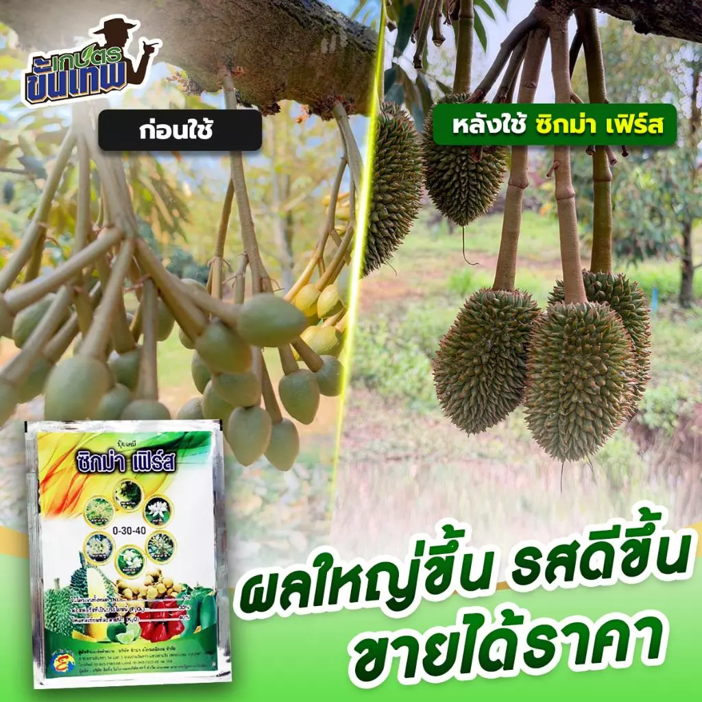 ปุ๋ยสะสมอาหาร ซิกม่าเฟิร์ส สูตร 0-30-40 ฉีดพ่นทางใบ 25g ผสมน้ำ 40L ดึงดอกไว ขยายผลใหญ่ ขั้วดอกเหนียว