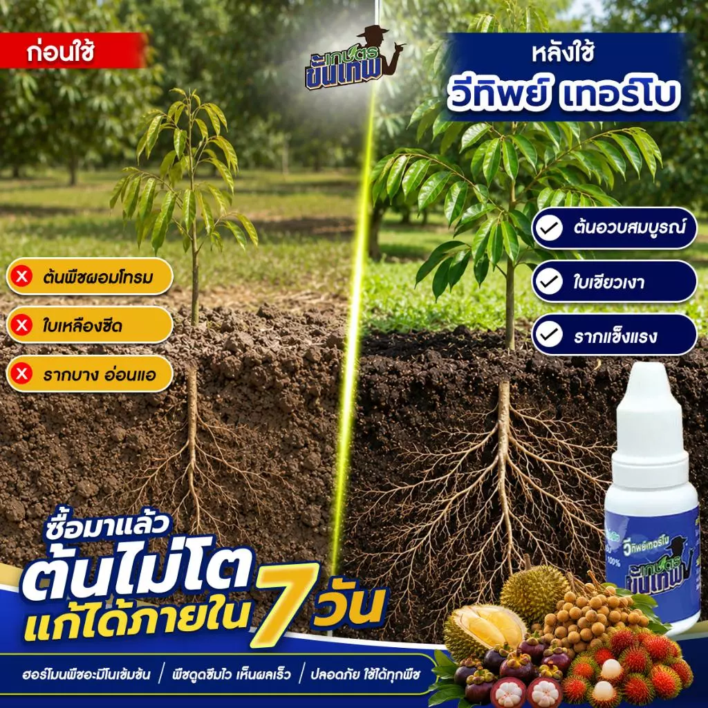 ปุ๋ยน้ำทางใบ วีทิพย์เทอร์โบ สูตรอะมิโนเข้มข้น ฉีดพ่นทางใบ 15cc ผสมน้ำ 200L ใช้แทนปุ๋ยทางดิน ดูดซึมดี