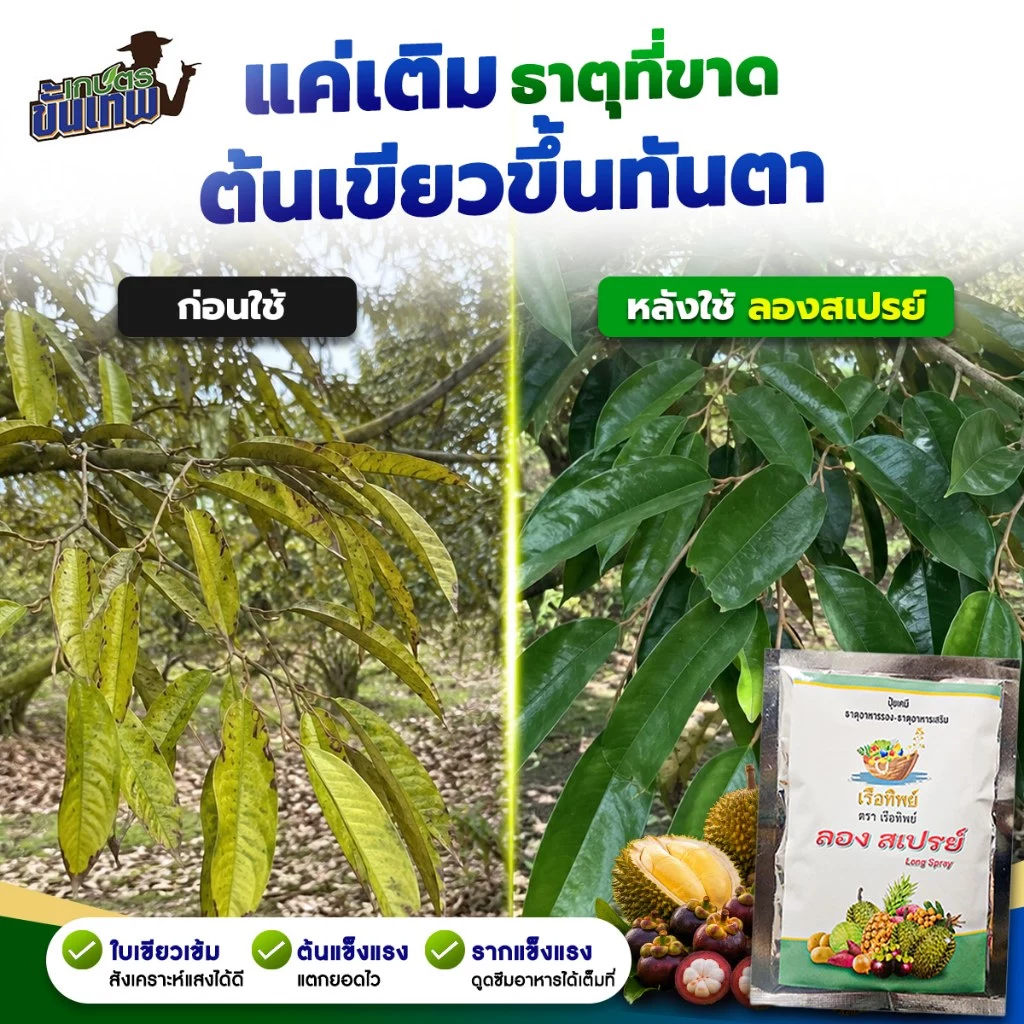 ปุ๋ยธาตุอาหารรอง ลองสเปรย์ สูตรเสริมธาตุอาหาร ฉีดพ่นทางใบ 100gผสมน้ำ 200L ดูดซึมปุ๋ยดี แก้พืชขาดธาตุ