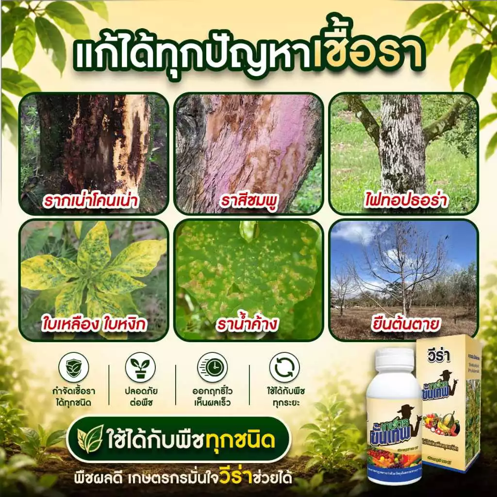 ยากำจัดเชื้อรา วีร่า สูตรควบคุมโรคพืช พ่นโคน ใบ 33cc ผสมน้ำ 200L แก้รากเน่าโคนเน่า ไม่ต้องถากเปลือก