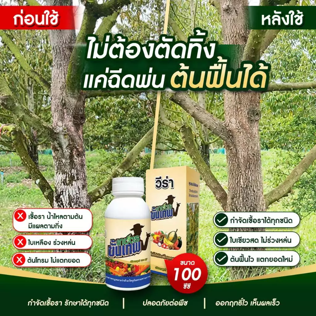 ยากำจัดเชื้อรา วีร่า สูตรควบคุมโรคพืช พ่นโคน ใบ 33cc ผสมน้ำ 200L แก้รากเน่าโคนเน่า ไม่ต้องถากเปลือก
