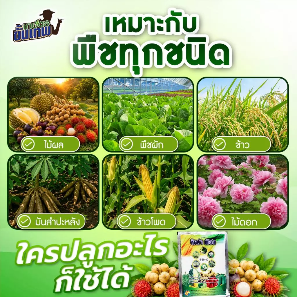 ปุ๋ยสะสมอาหาร ซิกม่าเฟิร์ส สูตร 0-30-40 ฉีดพ่นทางใบ 25g ผสมน้ำ 40L ดึงดอกไว ขยายผลใหญ่ ขั้วดอกเหนียว